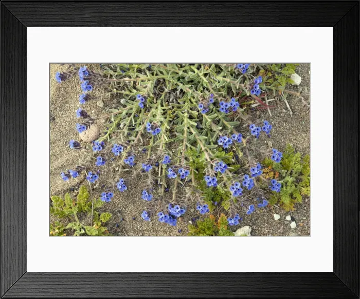 Framed Print : Picture No. 10886643 Framed Print : Picture No. 10886643