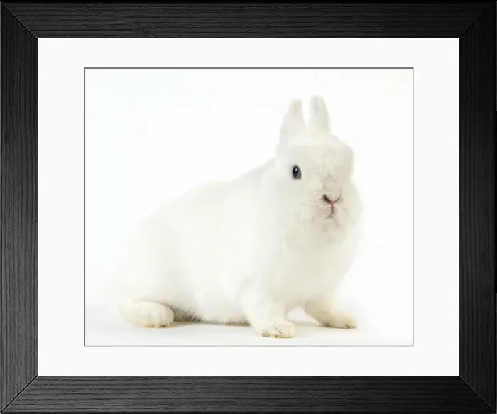 Framed Print : Picture No. 10886659 Framed Print : Picture No. 10886659