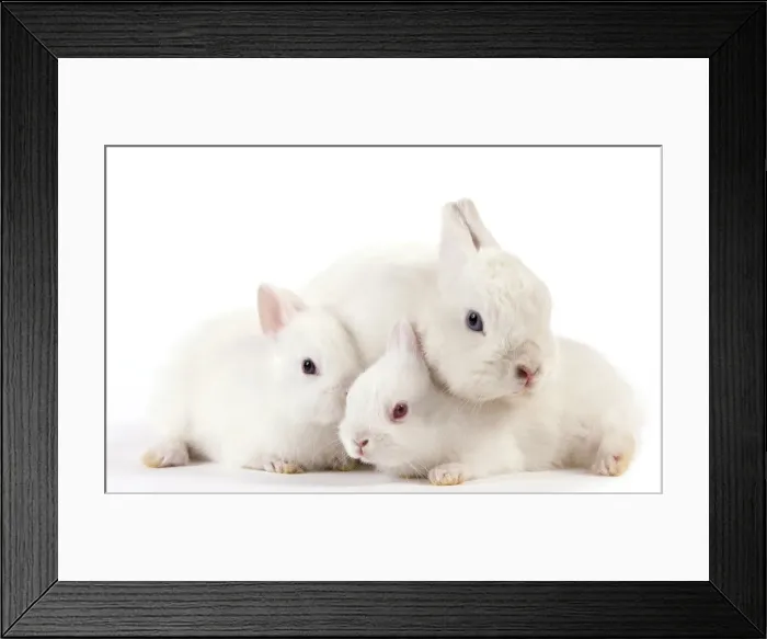 Framed Print : Picture No. 10886656 Framed Print : Picture No. 10886656