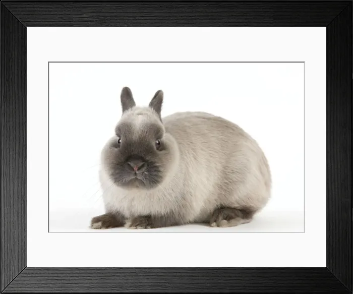 Framed Print : Picture No. 10886663 Framed Print : Picture No. 10886663