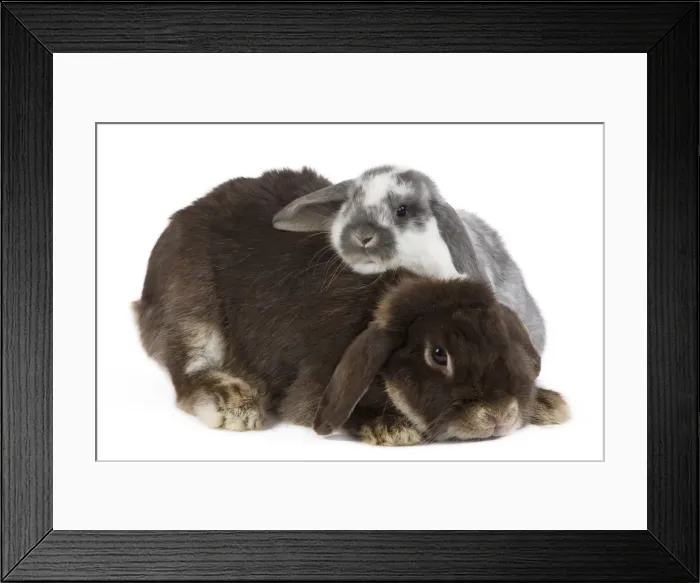 Framed Print : Picture No. 10886675 Framed Print : Picture No. 10886675