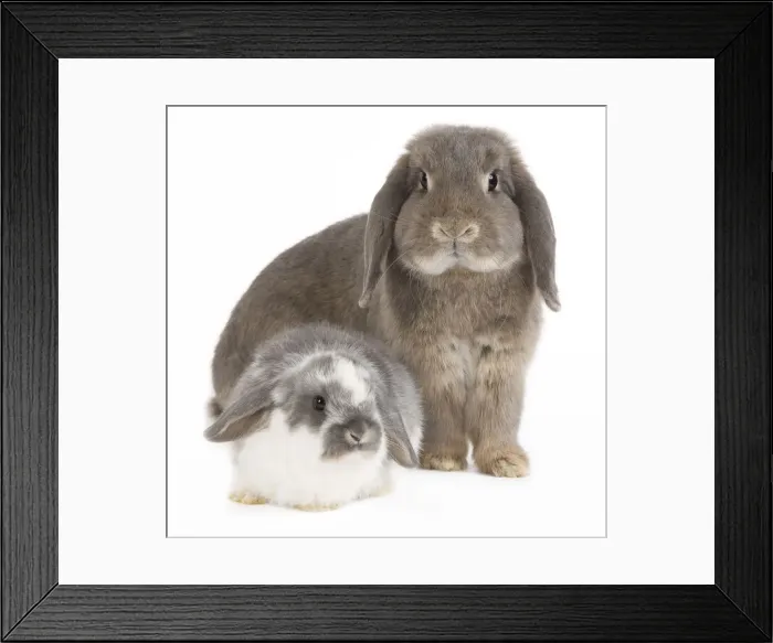 Framed Print : Picture No. 10886677 Framed Print : Picture No. 10886677