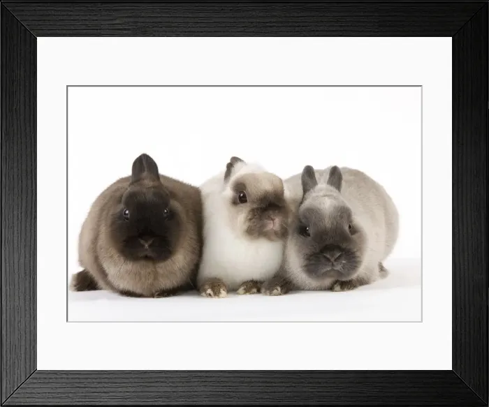 Framed Print : Picture No. 10886672 Framed Print : Picture No. 10886672