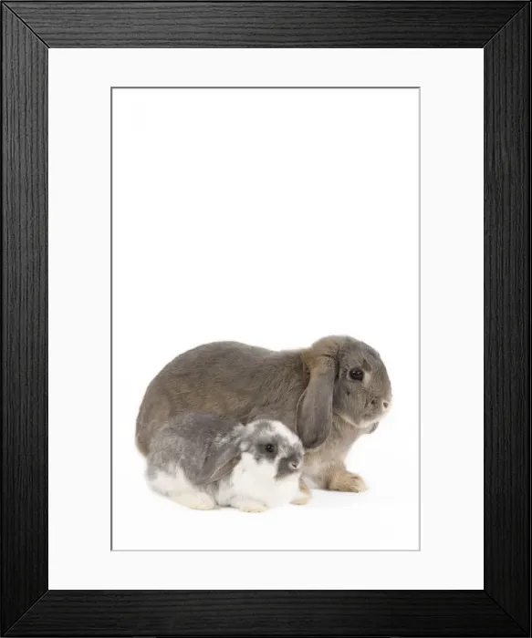 Framed Print : Picture No. 10886678