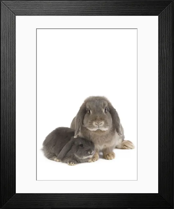 Framed Print : Picture No. 10886679 Framed Print : Picture No. 10886679