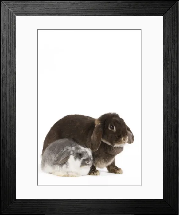 Framed Print : Picture No. 10886674 Framed Print : Picture No. 10886674