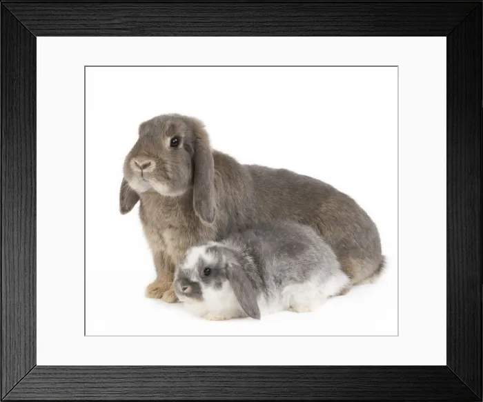 Framed Print : Picture No. 10886676 Framed Print : Picture No. 10886676