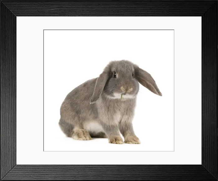 Framed Print : Picture No. 10886682 Framed Print : Picture No. 10886682