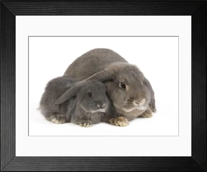 Framed Print : Picture No. 10886680 Framed Print : Picture No. 10886680