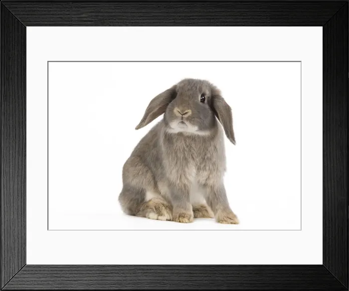 Framed Print : Picture No. 10886686 Framed Print : Picture No. 10886686