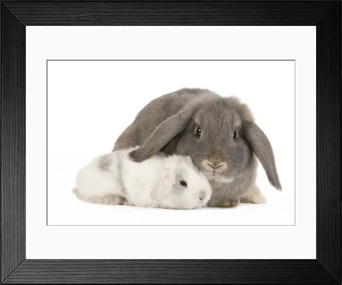 Framed Print : Picture No. 10886687 Framed Print : Picture No. 10886687