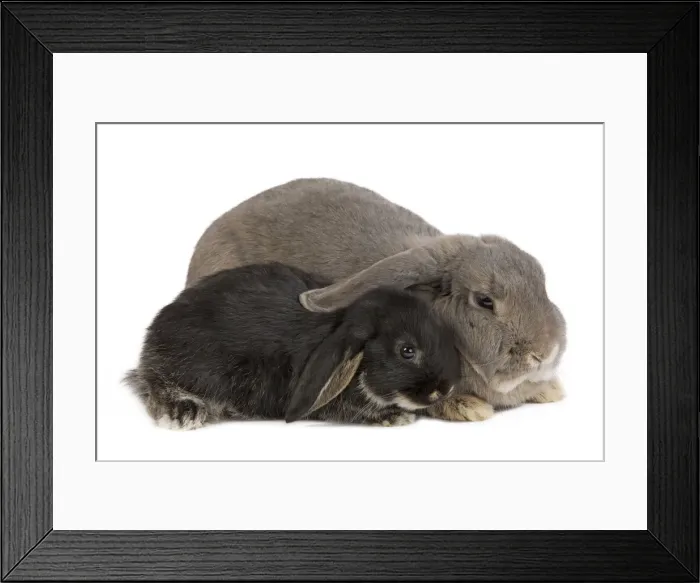 Framed Print : Picture No. 10886681 Framed Print : Picture No. 10886681