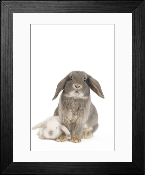 Framed Print : Picture No. 10886688 Framed Print : Picture No. 10886688