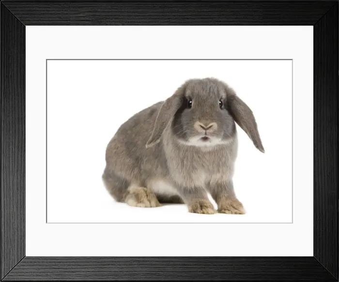 Framed Print : Picture No. 10886683 Framed Print : Picture No. 10886683
