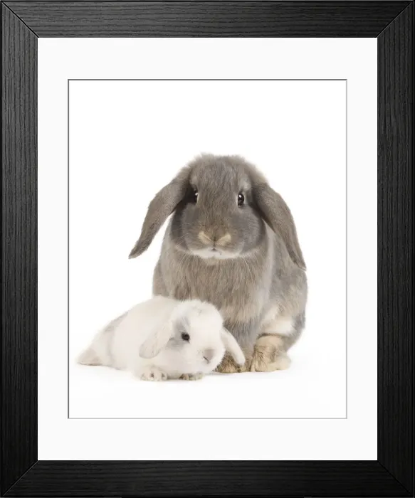 Framed Print : Picture No. 10886689 Framed Print : Picture No. 10886689