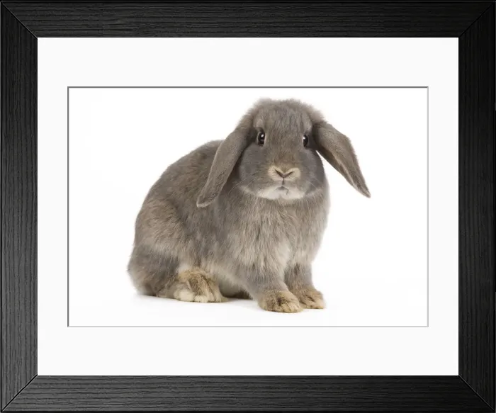 Framed Print : Picture No. 10886685 Framed Print : Picture No. 10886685
