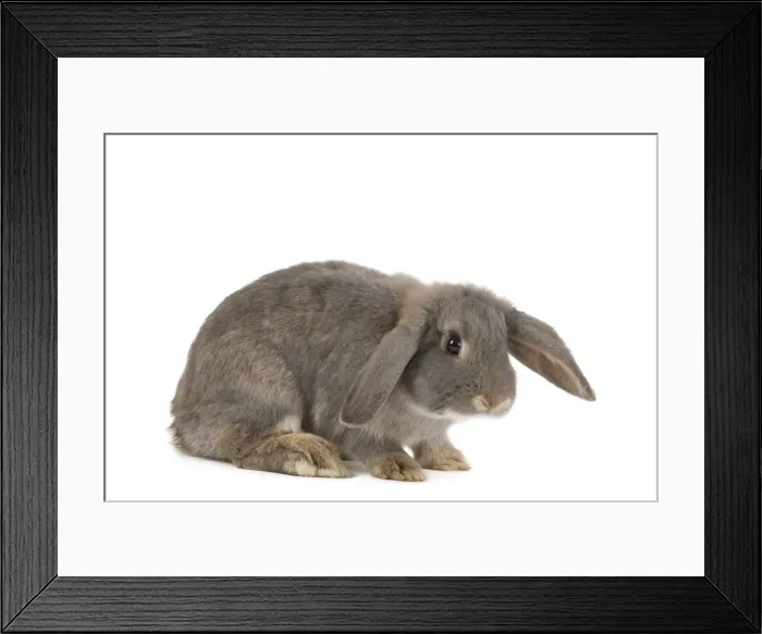 Framed Print : Picture No. 10886684 Framed Print : Picture No. 10886684