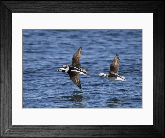Framed Print : Picture No. 10885317 Framed Print : Picture No. 10885317