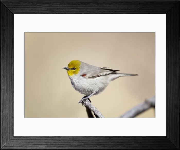 Framed Print : Picture No. 10885379 Framed Print : Picture No. 10885379