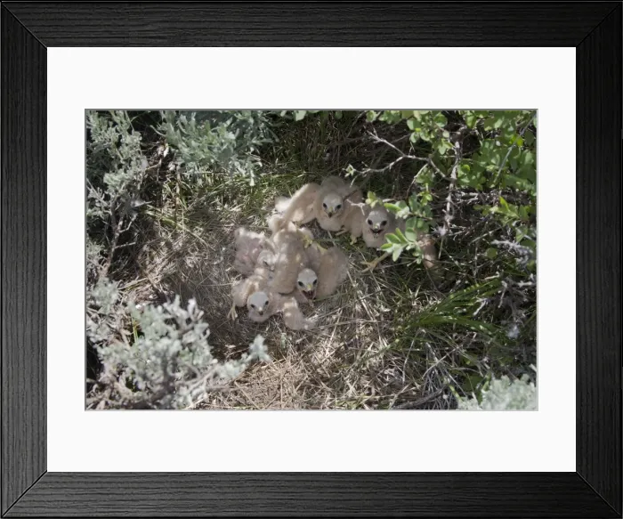Framed Print : Picture No. 10885325 Framed Print : Picture No. 10885325