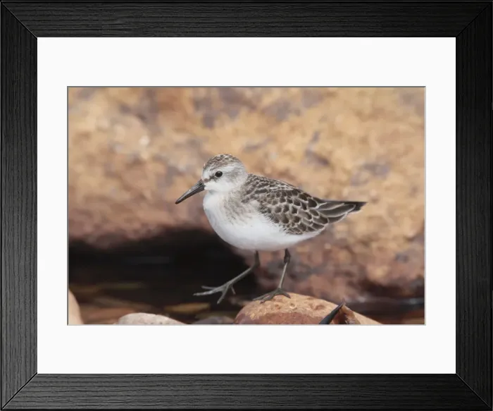 Framed Print : Picture No. 10885370 Framed Print : Picture No. 10885370