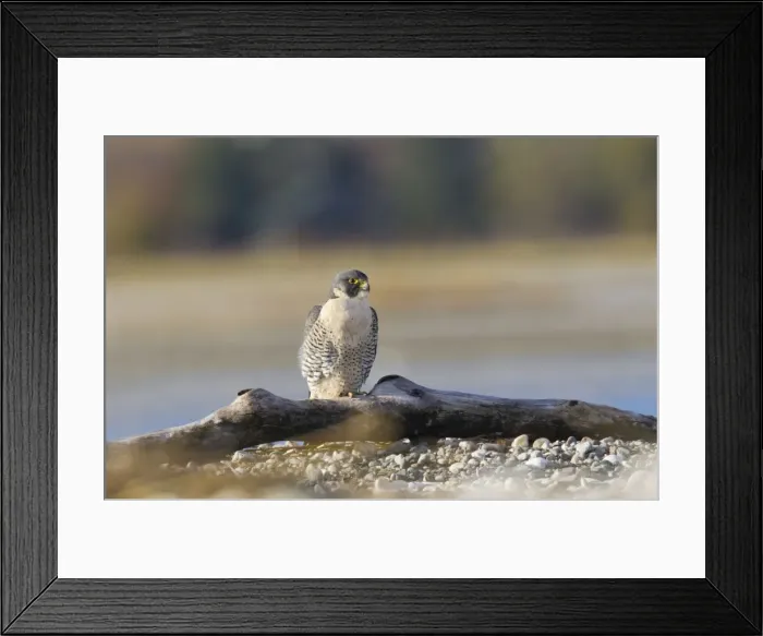 Framed Print : Picture No. 10885337 Framed Print : Picture No. 10885337