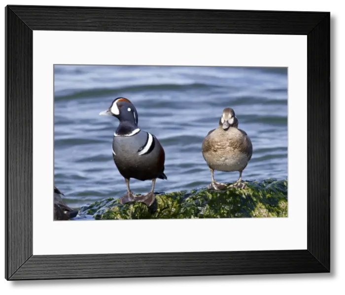 Framed Print : Picture No. 10885310