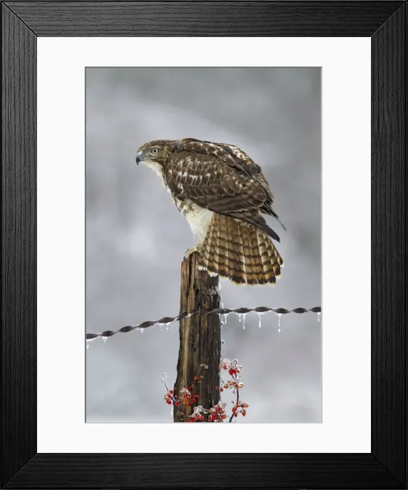 Framed Print : Picture No. 10885352 Framed Print : Picture No. 10885352