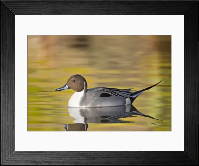 Framed Print : Picture No. 10885327 Framed Print : Picture No. 10885327