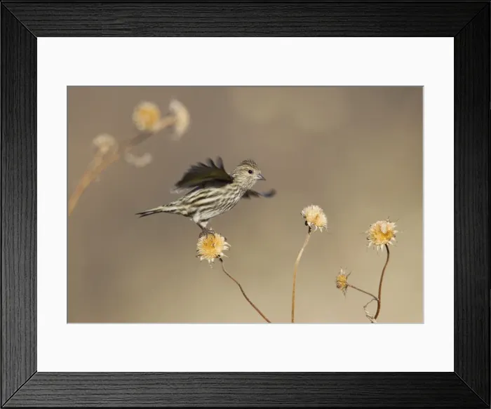 Framed Print : Picture No. 10885338