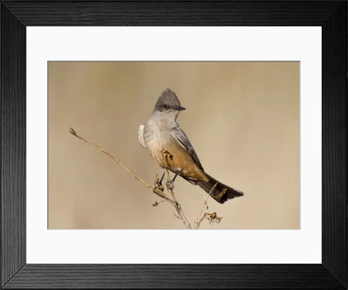 Framed Print : Picture No. 10885360 Framed Print : Picture No. 10885360