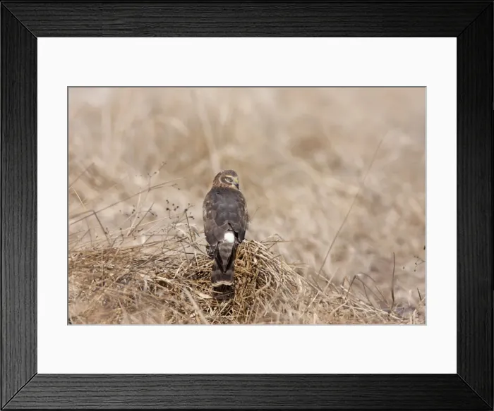 Framed Print : Picture No. 10885329 Framed Print : Picture No. 10885329