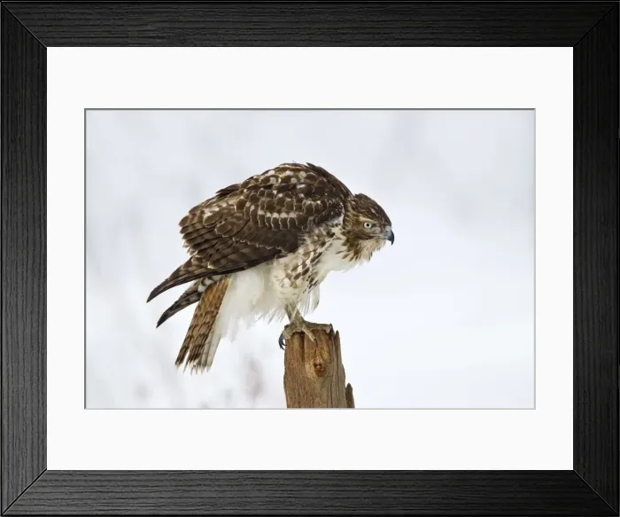Framed Print : Picture No. 10885349 Framed Print : Picture No. 10885349