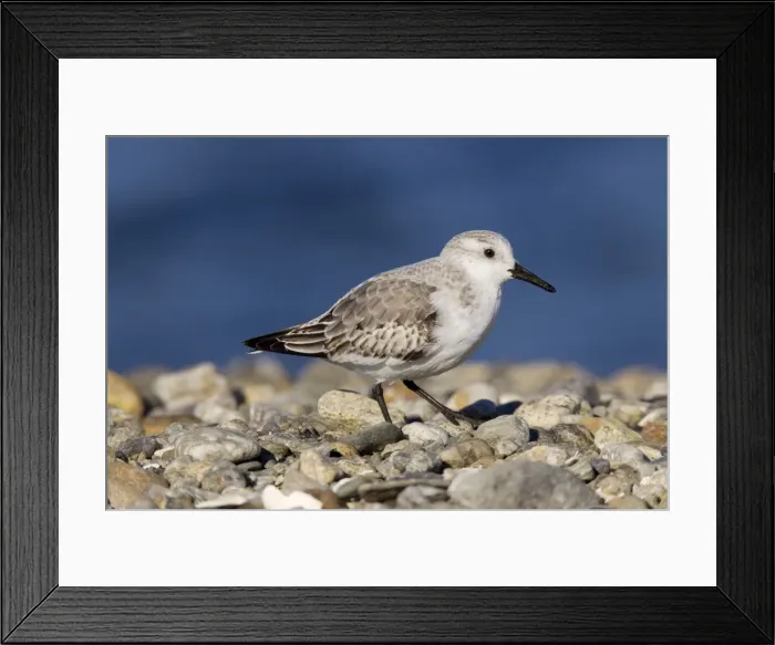 Framed Print : Picture No. 10885359 Framed Print : Picture No. 10885359