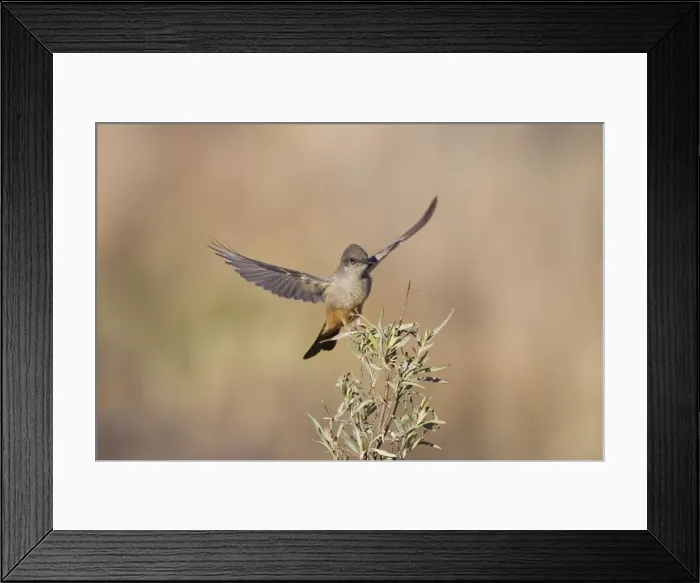 Framed Print : Picture No. 10885361 Framed Print : Picture No. 10885361