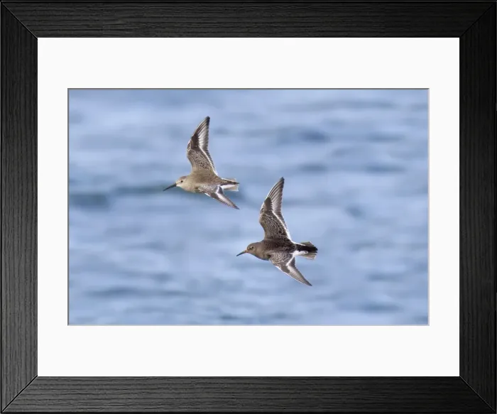 Framed Print : Picture No. 10885343 Framed Print : Picture No. 10885343