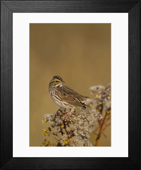 Framed Print : Picture No. 10885364 Framed Print : Picture No. 10885364