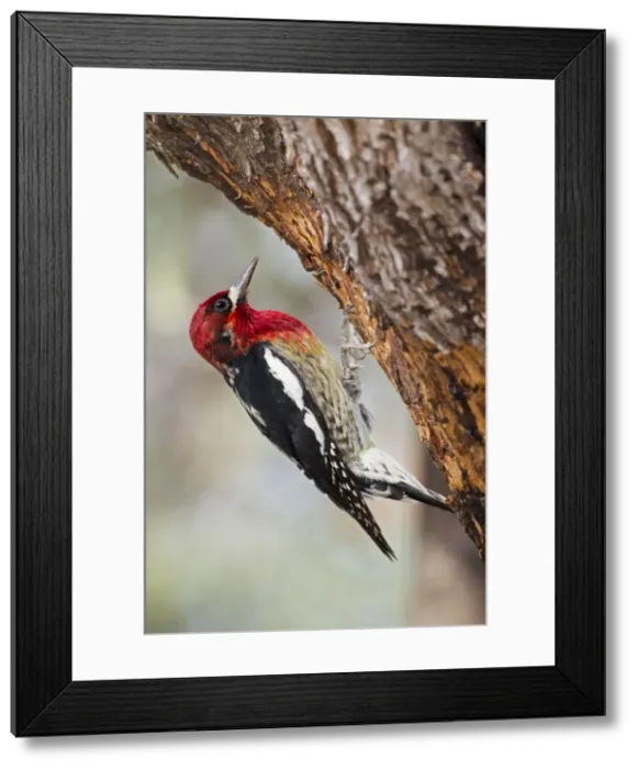 Framed Print : Picture No. 10885346 Framed Print : Picture No. 10885346