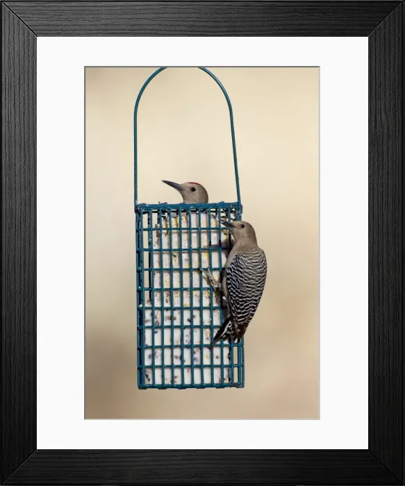 Framed Print : Picture No. 10885308 Framed Print : Picture No. 10885308