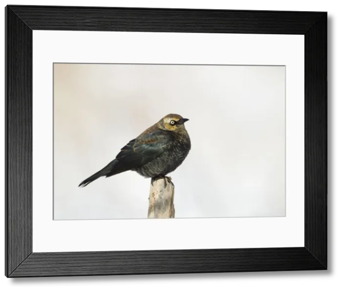 Framed Print : Picture No. 10885354