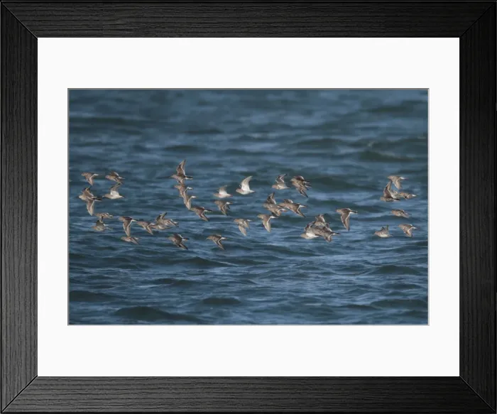Framed Print : Picture No. 10885344 Framed Print : Picture No. 10885344