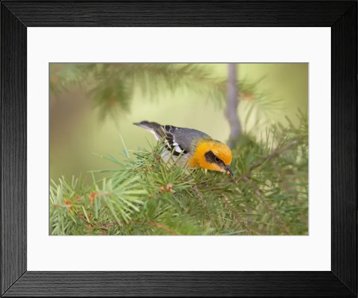 Framed Print : Picture No. 10885333 Framed Print : Picture No. 10885333