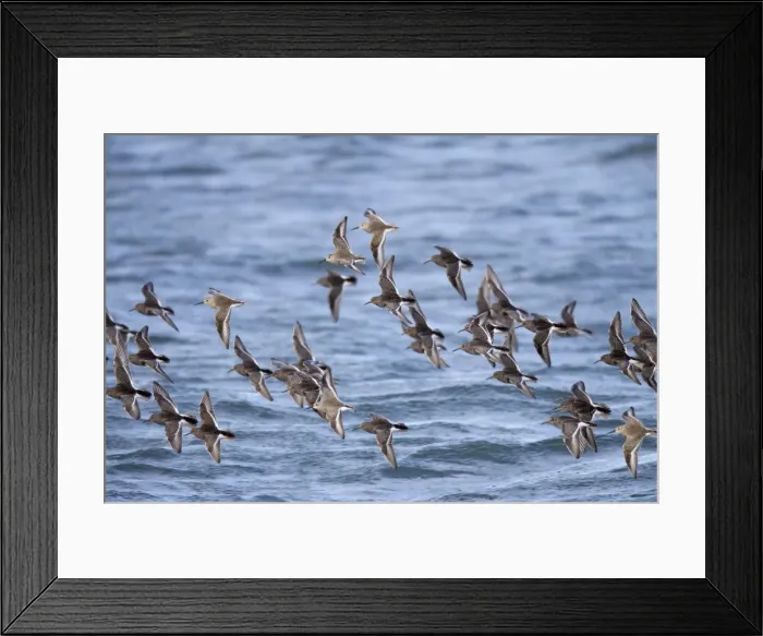 Framed Print : Picture No. 10885342 Framed Print : Picture No. 10885342