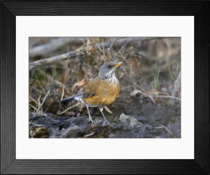 Framed Print : Picture No. 10885345 Framed Print : Picture No. 10885345
