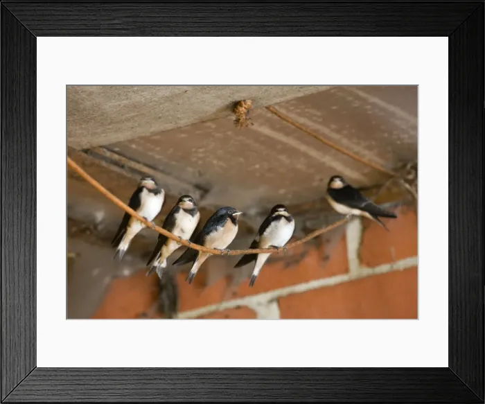 Framed Print : Picture No. 10885403 Framed Print : Picture No. 10885403