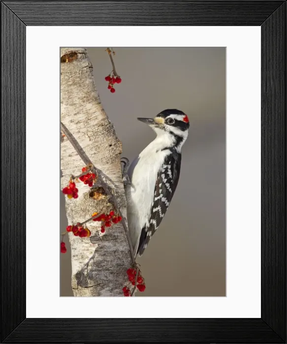 Framed Print : Picture No. 10885311 Framed Print : Picture No. 10885311