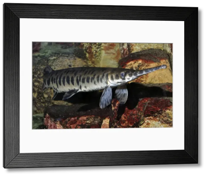 Framed Print : Picture No. 10885430 Framed Print : Picture No. 10885430