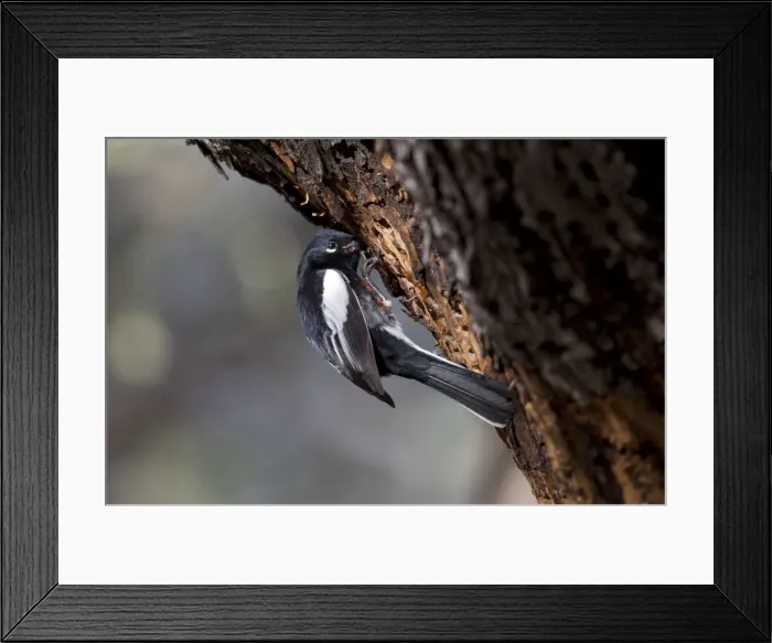 Framed Print : Picture No. 10885335 Framed Print : Picture No. 10885335