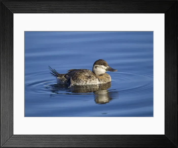 Framed Print : Picture No. 10885357 Framed Print : Picture No. 10885357