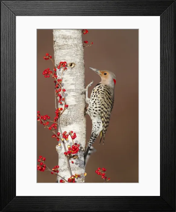Framed Print : Picture No. 10885323 Framed Print : Picture No. 10885323